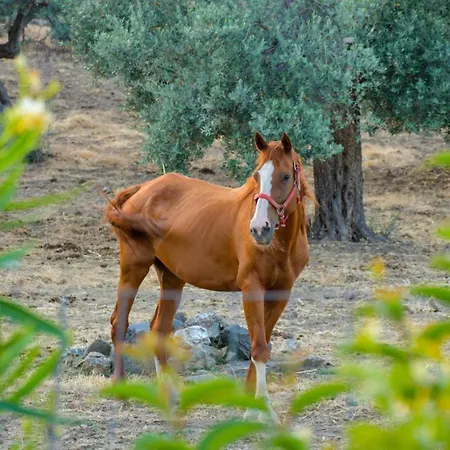 Σπίτι διακοπών Parko Naturale